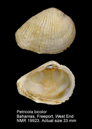 Petricola bicolor.jpg - Petricola bicolorG.B.Sowerby,1854
